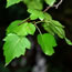 Crataegus phanopyrum